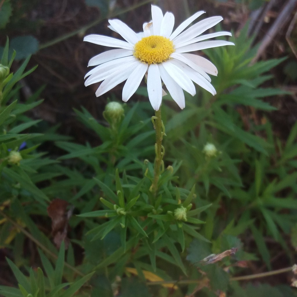 Forest Marguerite from Eden, Western Cape, South Africa on July 08