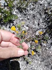 Lotus subbiflorus subbiflorus