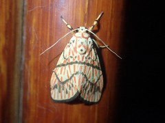 Barsine cornicornutata