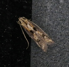 Blastodacna atra