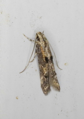 Blastodacna atra