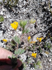 Lotus subbiflorus subbiflorus