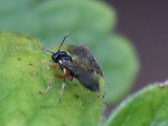 Dirophanes callopus