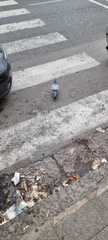 Columba livia domestica