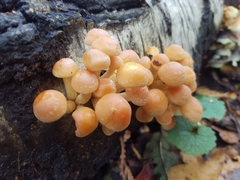 Hypholoma fasciculare