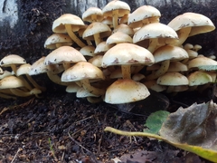 Hypholoma fasciculare