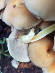 Hypholoma fasciculare