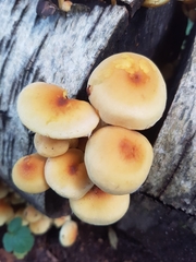 Hypholoma fasciculare