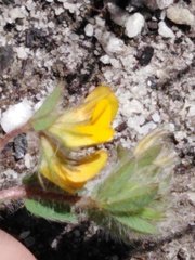 Lotus subbiflorus subbiflorus