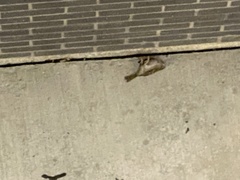 Passeriformes