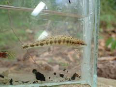 Percina nigrofasciata