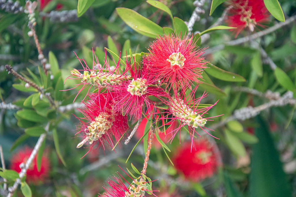 crimson bottlebrush from Overberg, Western Cape, South Africa on