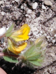 Lotus subbiflorus subbiflorus