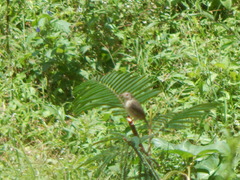 Prinia polychroa