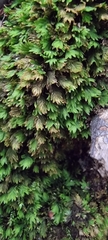 Fissidens taxifolius