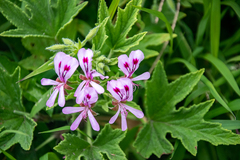 Pelargonium citronellum