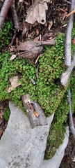 Fissidens taxifolius