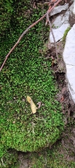 Fissidens taxifolius