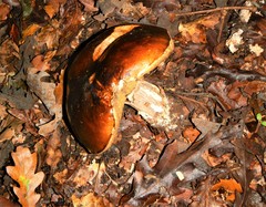 Boletus aereus