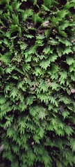 Fissidens taxifolius
