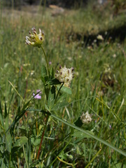 Trifolium depauperatum