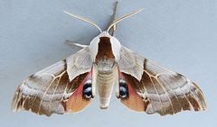 Smerinthus saliceti