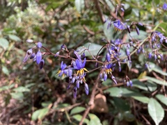 Dianella caerulea producta