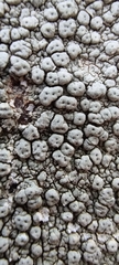 Xylobolus