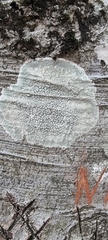 Xylobolus