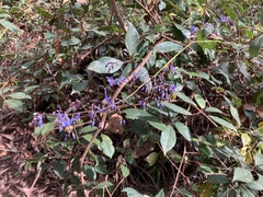 Dianella caerulea producta