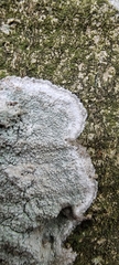 Xylobolus