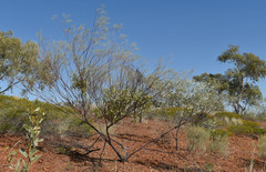 Acacia adsurgens