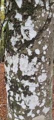 Xylobolus