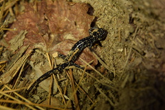 Plethodon sequoyah
