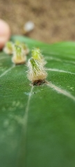 Hartigiola annulipes