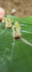 Hartigiola annulipes