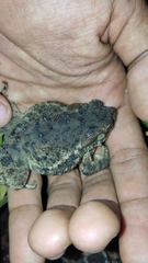 Ingerophrynus biporcatus