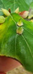 Hartigiola annulipes