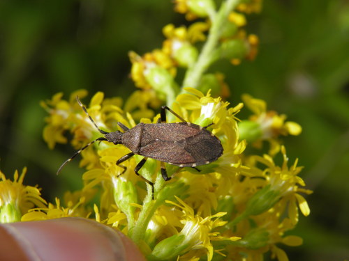 Dicranocephalus medius