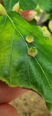 Hartigiola annulipes