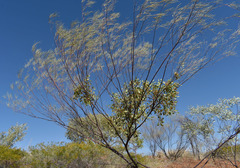 Acacia adsurgens
