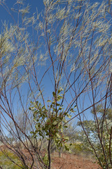 Acacia adsurgens