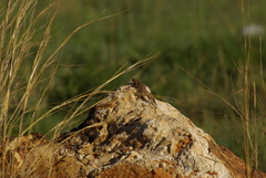 Agama aculeata distanti