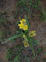 Hypoxis obtusa