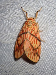 Barsine cornicornutata