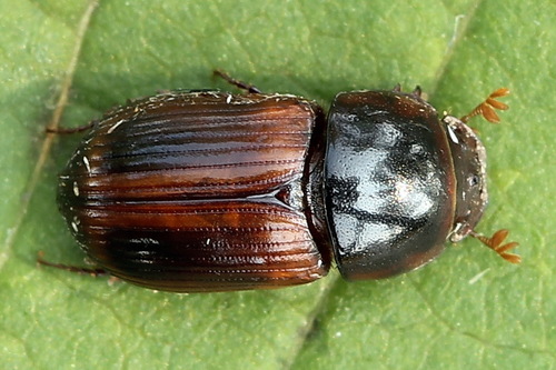 Agrilinus rufus