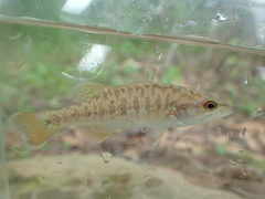 Micropterus warriorensis