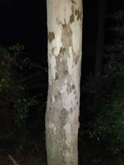 Eucalyptus propinqua