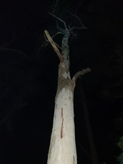 Eucalyptus propinqua