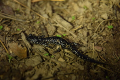 Plethodon sequoyah